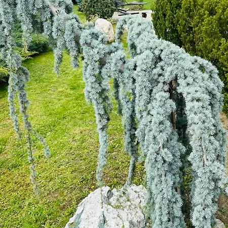 Casa Pisica Noastra *